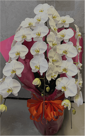 胡蝶蘭 3本立ち