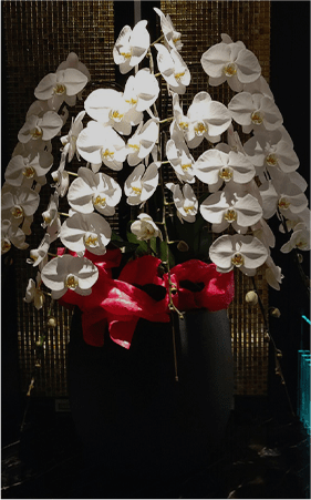 胡蝶蘭 5本立ち